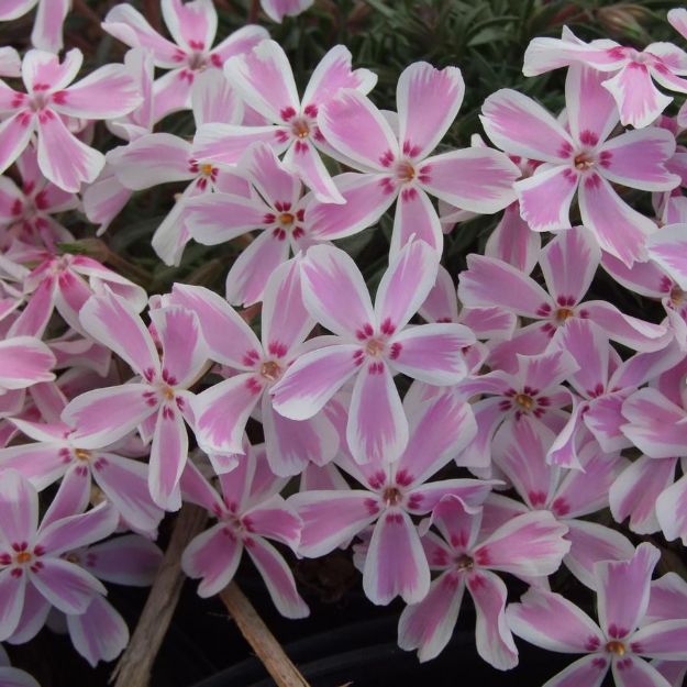 Picture of Phlox subulata 'Candy Stripe' #3QAB (6/flat)