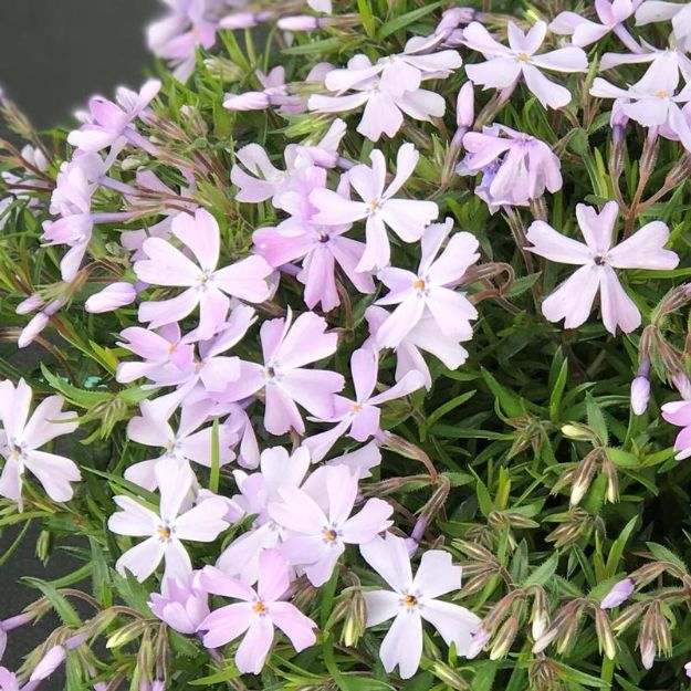 Picture of Phlox subulata 'Emerald Blue' #3QAB (6/flat)