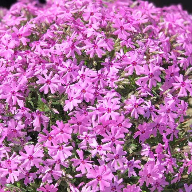 Picture of Phlox subulata 'Fort Hill' #3QAB (6/flat)