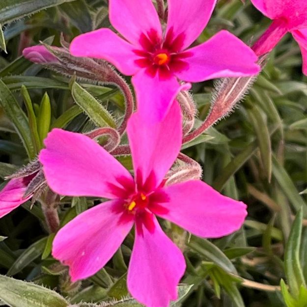 Picture of Phlox subulata 'Scarlet Flame' #3QAB (6/flat)