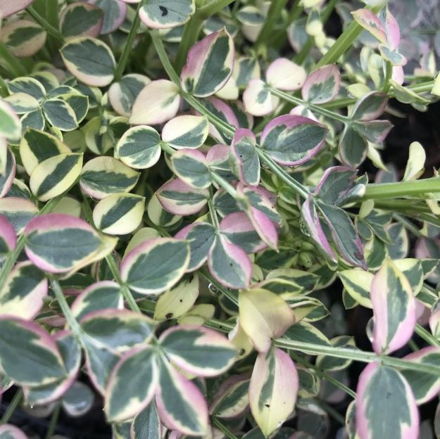 Picture of Polemonium reptans 'Stairway to Heaven' PP15187 #3QAB (6/flat)