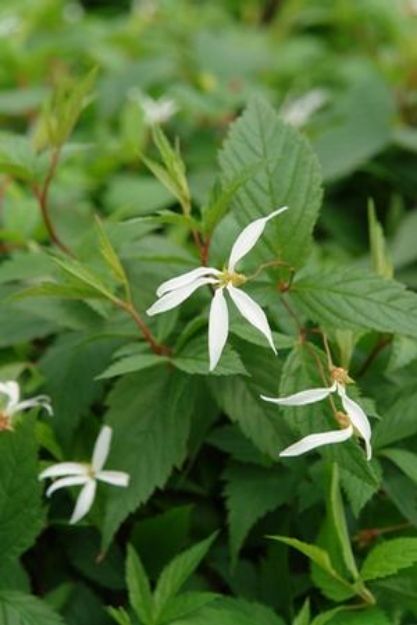Picture of Porteranthus trifoliatus #3QAB (6/flat)