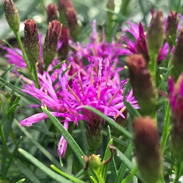 Picture of Vernonia lettermanii 'Iron Butterfly' #3QAB (6/flat)