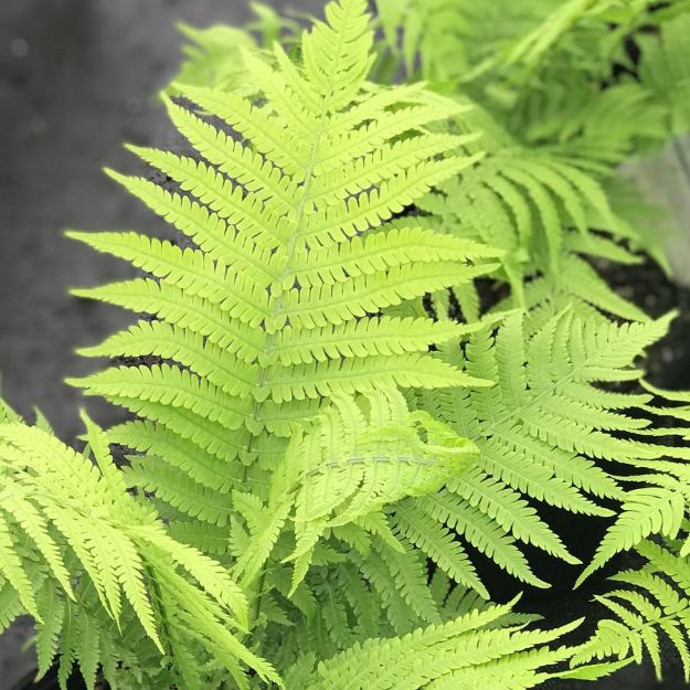 Picture of Matteuccia struthiopteris #3QAB (6/flat)