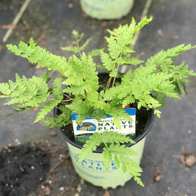 Picture of Osmunda cinnamomea #3QAB (6/flat)