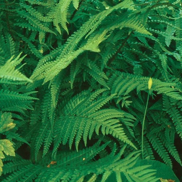 Picture of Polystichum acrostichoides #3QAB (6/flat)