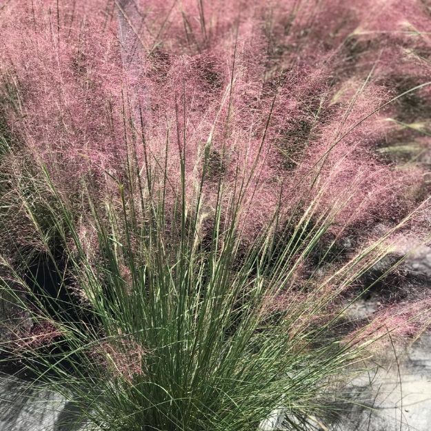 Picture of Muhlenbergia capillaris #3QAB (6/flat)