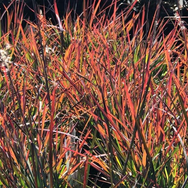 Picture of Schizachyrium scoparium 'Standing Ovation' #3QAB (6/flat)