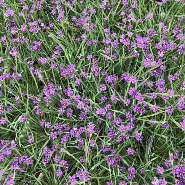 Picture of Sisyrinchium angustifolium 'Lucerne' #3QAB (6/flat)