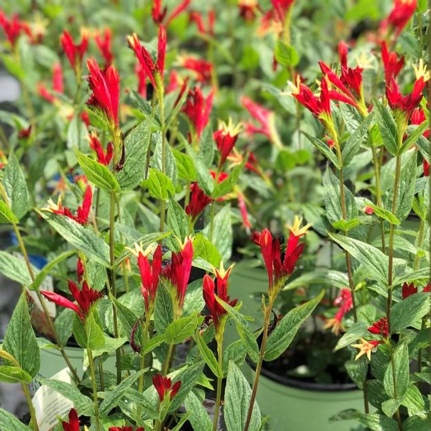 Picture of Spigelia marilandica 'Little Redhead' #3QAB (6/flat)