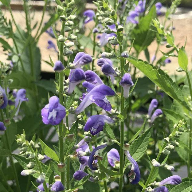 Picture of Scutellaria incana #3QAB (6/flat)