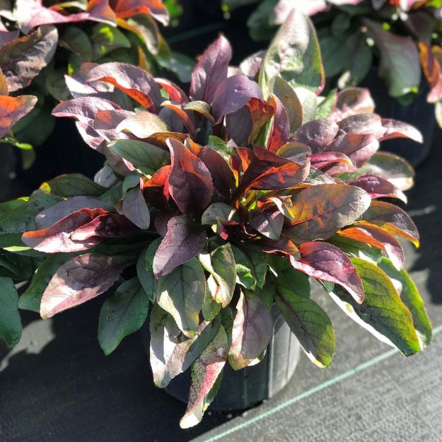 Picture of Penstemon Dakota™ Burgundy PP30569 #4Q
