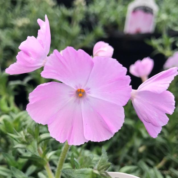 Picture of Phlox subulata Trot™ Pink #4Q