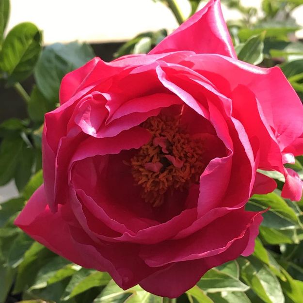Picture of Paeonia 'Paula Fay' #4Q