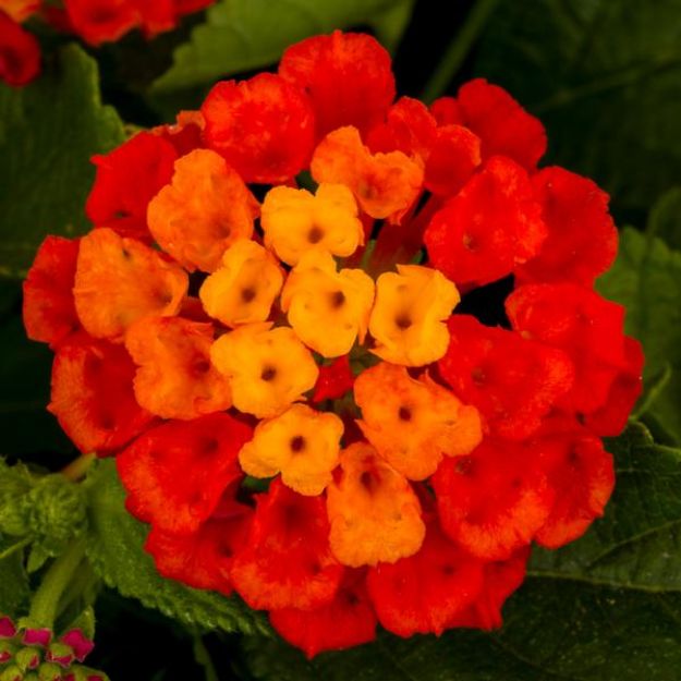 Picture of Lantana Hot Blooded™ Red 6 inch
