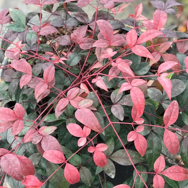 Picture of Nandina domestica Harbor Belle™ PP14668 #2.5