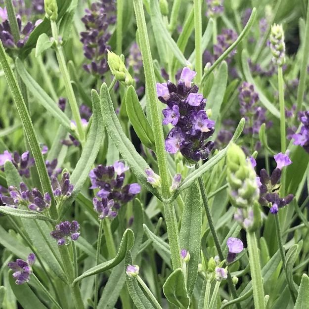Picture of Lavandula 'SuperBlue' PP24929 #4Q