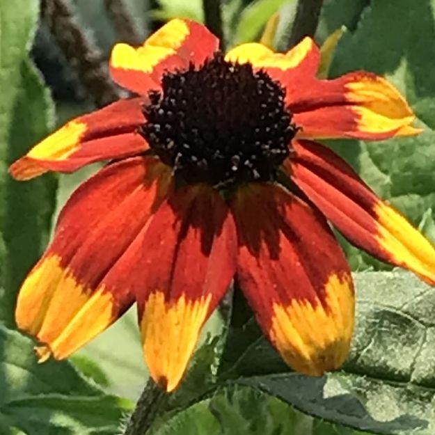 Picture of Rudbeckia triloba 'Prairie Glow' #3QAB (6/flat)