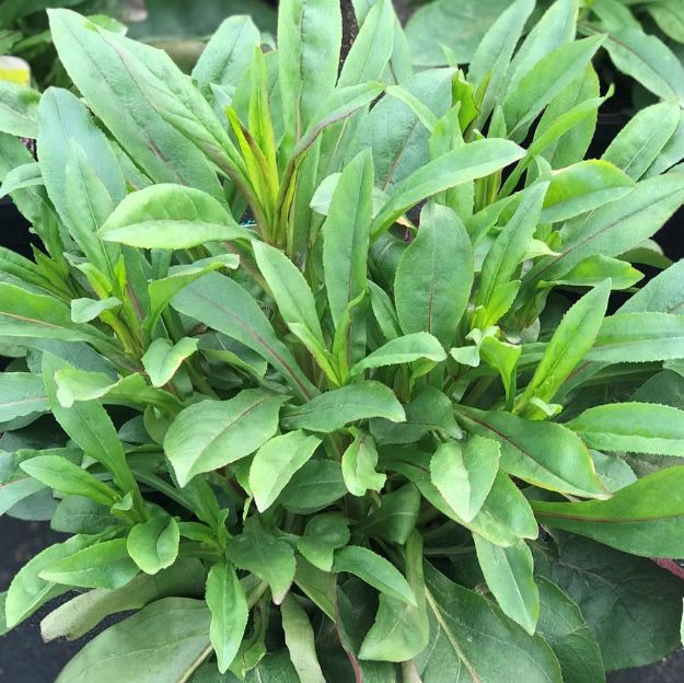 Picture of Penstemon Dakota™ Verde PP30533 #4Q