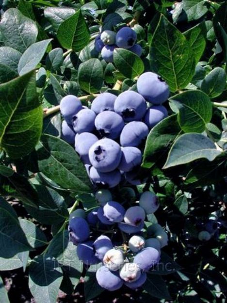 Picture of Vaccinium corymbosum 'Blue Crop' #3AB