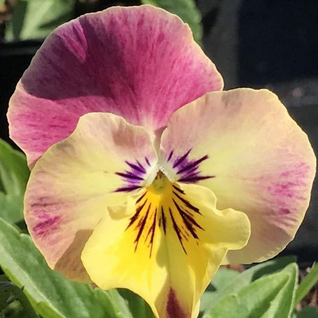 Picture of Pansy Cool Wave® Strawberry Swirl 6 inch