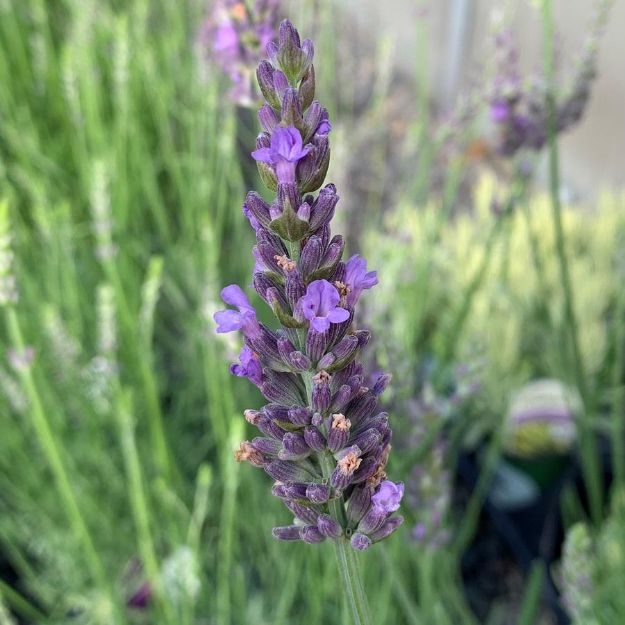Picture of Lavandula x intermedia Sensational!® PP31786 #4Q