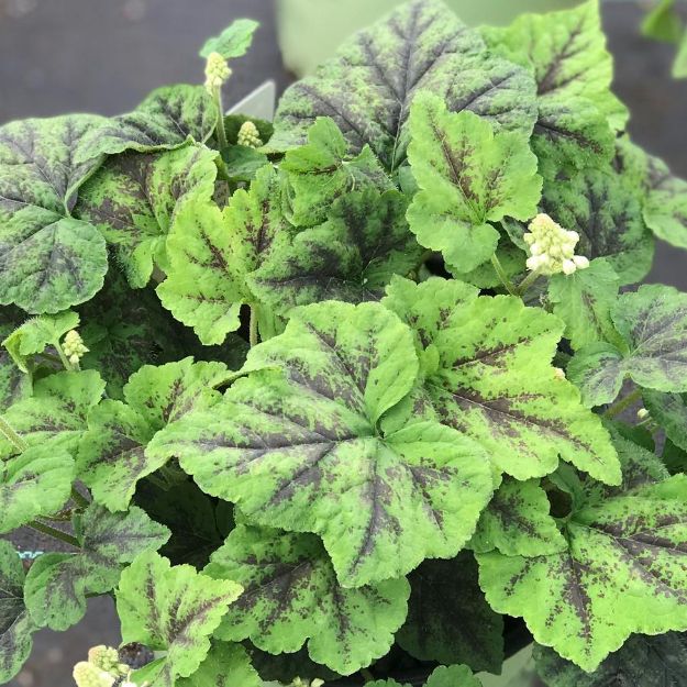 Picture of Tiarella cordifolia Running Tapestry #3QAB (6/flat)