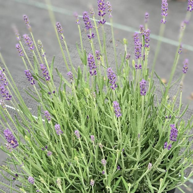Picture of Lavandula angustifolia 'Imperial Gem' #4Q