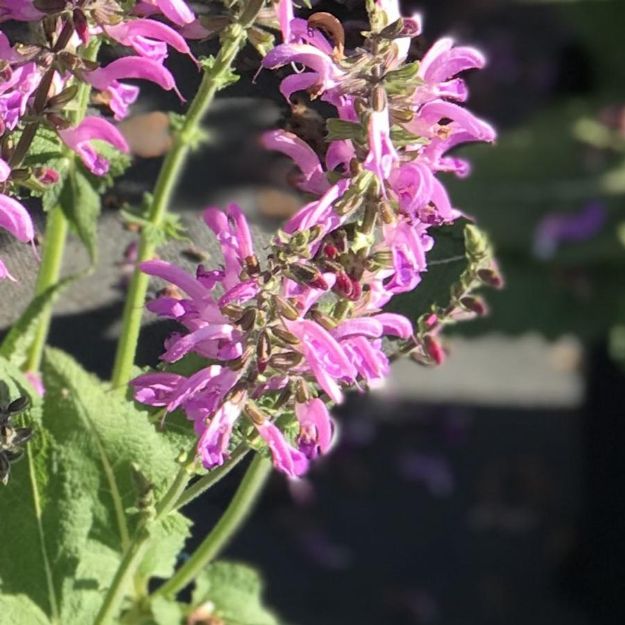 Picture of Salvia Fashionista™ 'Moulin Rouge' PP32387 #4Q