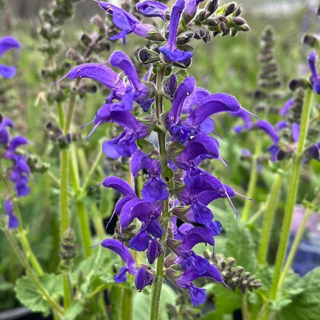 Picture of Salvia Fashionista™ 'Evening Attire' PP32573 #4Q