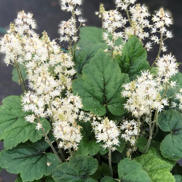 Picture of Tiarella cordifolia 'Brandywine' #3QAB (6/flat)