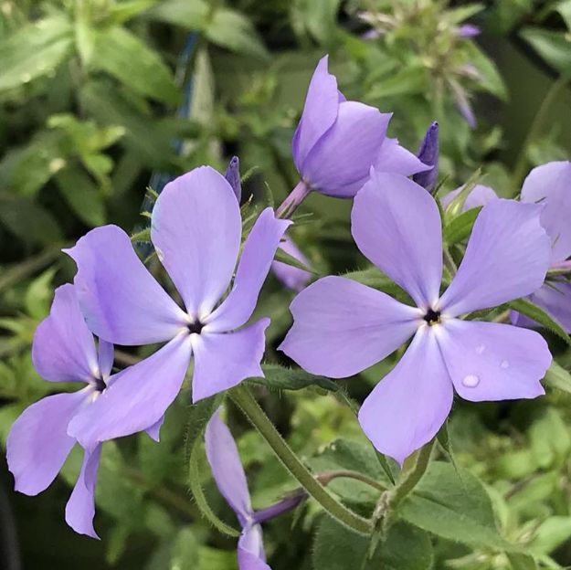 Picture of Phlox divaricata 'Blue Moon' #3QAB (6/flat)