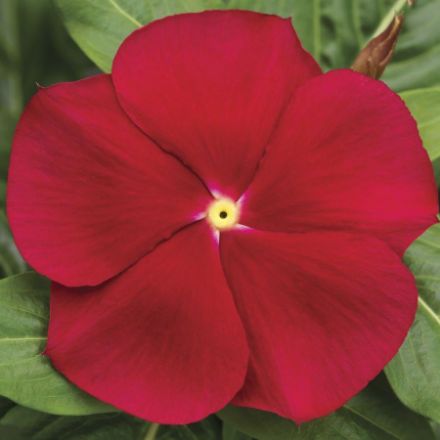 Show details for Vinca Cora® Classic Red 6 inch Picture of Vinca Cora® Classic Red 6 inch