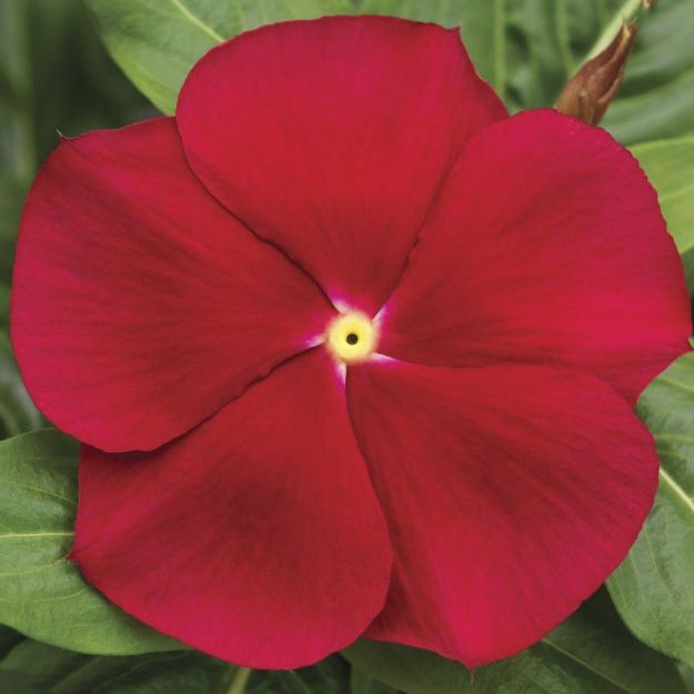 Picture of Vinca Cora® Classic Red 6 inch