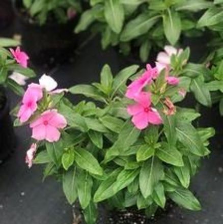 Show details for Vinca Cora® XDR Light Pink 6 inch Picture of Vinca Cora® XDR Light Pink 6 inch