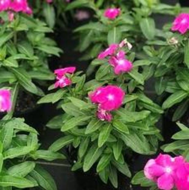 Picture of Vinca Cora® XDR Orchid 6 inch