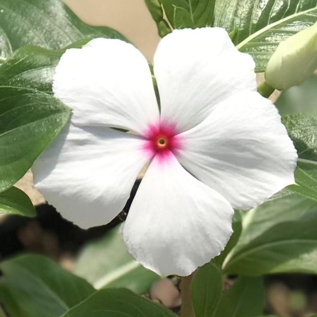 Picture of Vinca Cora® XDR Polka Dot 6 inch