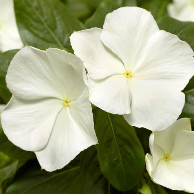 Picture of Vinca Cora® XDR White 6 inch