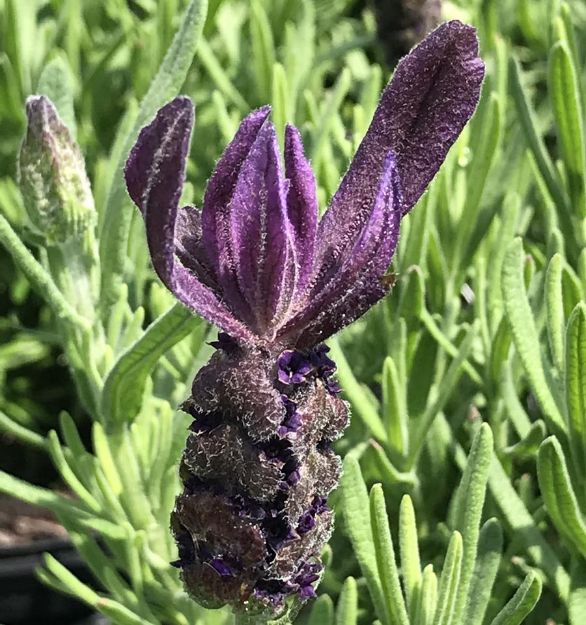 Picture of Lavandula stoechas 'Primavera' PP33269 #4Q