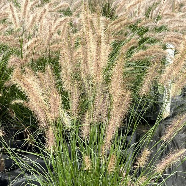 Picture of Pennisetum alopecuroides 'Etouffee' PP31062 #4Q