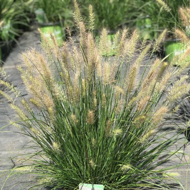 Picture of Pennisetum alopecuroides 'Hush Puppy' PP31027 #4Q