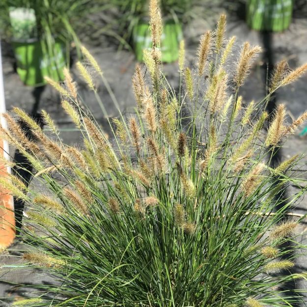 Picture of Pennisetum alopecuroides 'Praline' PP30724 #4Q