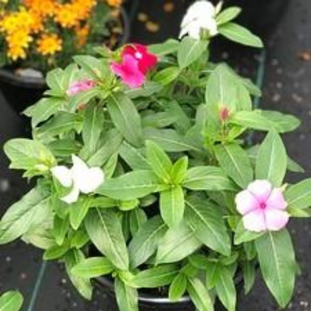 Picture of Vinca Cora® XDR Mix 10 Inch