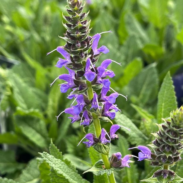 Picture of Salvia nemerosa Blue By You PP31033 #4Q