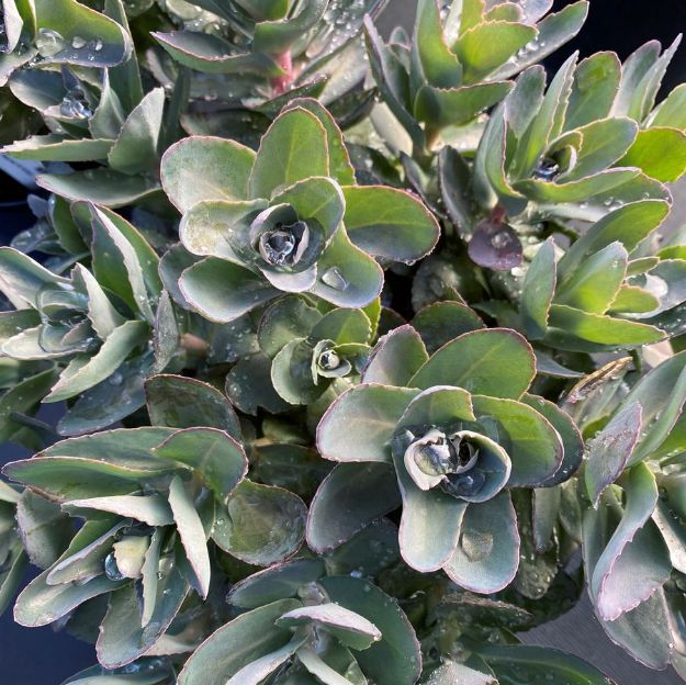 Picture of Sedum 'Conga Line' #4Q