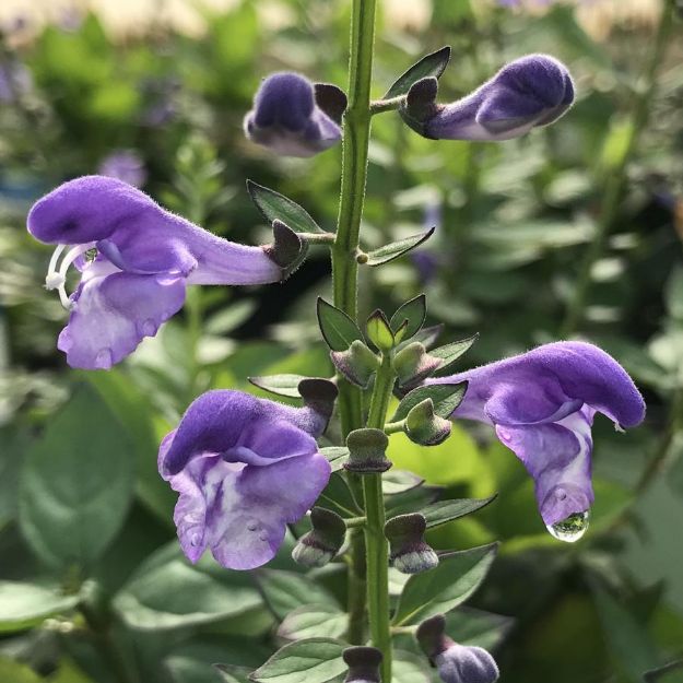 Picture of Scutellaria Appalachian Blues PP34854 #3QAB (6/flat)
