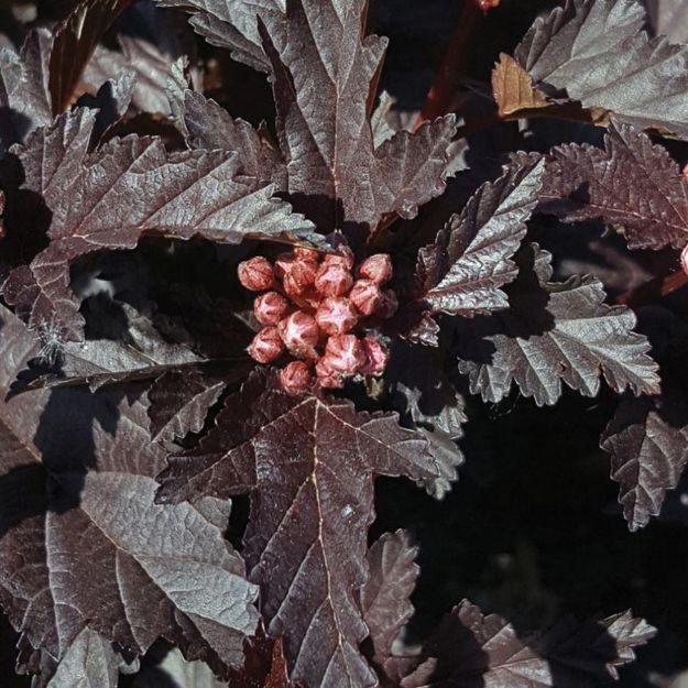 Picture of Physocarpus opulifolius Panther® PP30820 #3BE