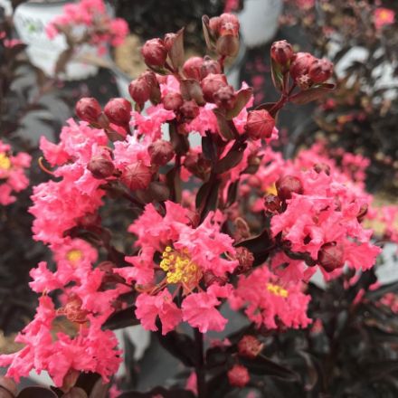 Show details for Lagerstroemia indica Center Stage® Coral PP33292 #3PW Picture of Lagerstroemia indica Center Stage® Coral PP33292 #3PW