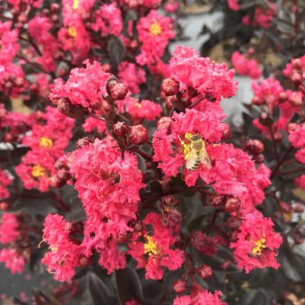 Show details for Lagerstroemia indica Center Stage® Pink PP33291 #3PW Picture of Lagerstroemia indica Center Stage® Pink PP33291 #3PW