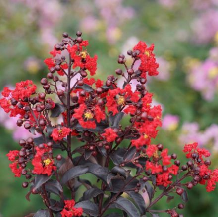 Show details for Lagerstroemia indica Center Stage® Red PP32515 #3PW Picture of Lagerstroemia indica Center Stage® Red PP32515 #3PW